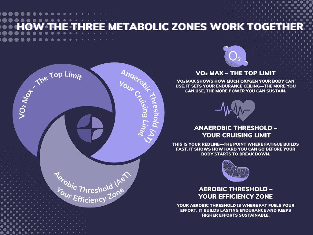 How The Three Metabolic Zones Work Together