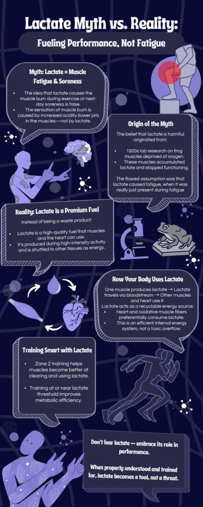 Lactate Myth vs. Reality Fueling Performance, Not Fatigue
