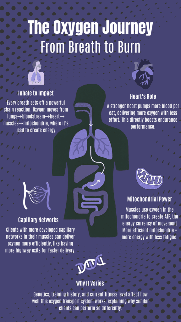 Imagine you're watching two of your clients tackle the same workout. One is breathing heavily after just a few minutes, while the other seems to glide through the session with steady, controlled breaths. What's the difference? It's not just fitness level or motivation—it's how efficiently their bodies use oxygen.
As a trainer, you've probably noticed that some clients seem to have endless endurance while others hit a wall quickly, even when their strength and technique are comparable. The secret lies in understanding how the body processes and utilizes oxygen during exercise. This process determines everything from fat-burning efficiency to peak performance potential.
Oxygen is the fuel that powers every movement, every rep, and every training session. When you understand how your clients' bodies use oxygen, you unlock the ability to design personalized training programs that maximize their results. 
The difference between a client who struggles through cardio and one who thrives isn't just about willpower or genetics—it's about how effectively their cardiovascular system delivers oxygen to working muscles and how efficiently those muscles use it to produce energy.
The Oxygen Journey
Understanding how oxygen travels through your clients' bodies is like mapping the most important delivery system in human physiology. Every breath they take sets off a chain of events that determines their exercise capacity and performance potential.
When your client inhales, oxygen enters the lungs and crosses into the bloodstream through tiny air sacs called alveoli. The heart then pumps this oxygen-rich blood through an intricate network of arteries, delivering it to working muscles throughout the body. Once oxygen reaches the muscle cells, it's used in the mitochondria—the cellular powerhouses—to convert nutrients into usable energy.
This entire system works as a team. The lungs act as the intake valve, the heart serves as the pump, and the bloodstream functions as the highway system. But here's where it gets interesting for trainers: the efficiency of this oxygen delivery system varies between individuals.
Some clients have hearts that pump more blood with each beat, allowing them to deliver oxygen more effectively. Others have developed extensive capillary networks in their muscles, creating more "off-ramps" for oxygen delivery. Training history, genetics, and current fitness level all influence how well this system operates.
The most efficient oxygen users have optimized every step of this journey. Their lungs extract oxygen, their hearts pump blood, their blood carries oxygen throughout their body, and their muscles extract and use it skillfully. This is why two clients of similar weight and age can have different endurance capabilities—their oxygen transport systems are operating at different levels of efficiency.
Understanding this system helps explain why some clients seem naturally gifted at cardio while others struggle, and more importantly, it reveals the pathways for improvement through targeted training.
What Happens During Exercise
The Resting State: 
When your clients are sitting on the couch, their bodies are humming along at baseline oxygen consumption. Think of this as their metabolic idle speed—steady, predictable, and efficient. At rest, oxygen demand is low and easily met by their cardiovascular system.
The Exercise Switch: 
The moment your client steps onto the treadmill or picks up weights, everything changes. Oxygen demand can increase 10 to 20 times above resting levels during intense exercise. It's like going from city driving to racing on the highway—the engine (their cardiovascular system) has to work harder to meet the higher demand.
Two Energy Highways: Aerobic vs. Anaerobic
The Aerobic Highway (With Oxygen) When oxygen supply meets demand, your client's body operates in the aerobic zone. This is the sustainable lane—muscles can work for extended periods because oxygen is readily available to fuel the process. Think of a client who can maintain a steady jog while still holding a conversation.
The Anaerobic Highway (Without Sufficient Oxygen) When exercise intensity outpaces oxygen delivery and/or utilization, the body switches to anaerobic metabolism. This is the sprint lane—powerful but unsustainable. Your client might experience this during high-intensity intervals when their breathing becomes labored and they can't maintain the pace for long.
The Fuel Switch: Fat vs. Carbohydrates
Here's where training gets fascinating: your client's body doesn't just use one fuel source. At lower intensities with adequate oxygen, the body preferentially burns fat—a slow-burning, abundant fuel perfect for endurance activities. As intensity increases and oxygen becomes limited, the body shifts toward carbohydrates, which burn faster but are more limited in supply.
This fuel switching happens automatically, but the exact point where it occurs is unique to each client. Some switch to carbohydrate burning earlier, while others can maintain fat burning at higher intensities, a key factor in endurance performance and weight management goals.
VO2 Max And The Oxygen Ceiling
What Exactly Is VO2 Max?
Think of VO2 Max as your body's horsepower rating. It measures the maximum amount of oxygen your body can consume and use during intense exercise, expressed in milliliters of oxygen per kilogram of body weight per minute. But here's the simple way to explain it to your clients: VO2 Max represents the ceiling of their aerobic engine—the absolute peak of their oxygen-processing capacity.
When your client reaches their VO2 Max, they've hit the point where their cardiovascular system can’t deliver any more oxygen to their working muscles, no matter how hard they push. It's like flooring the gas pedal when the engine is already at redline—there's nowhere left to go.
Why VO2 Max Matters Beyond Elite Athletics
You might think VO2 Max only matters for competitive athletes, but it's crucial for every client you train. For the weekend warrior, a higher VO2 Max means climbing stairs without getting winded, keeping up with their kids at the park, or feeling energized throughout their day. For your serious athletes, it could determine the difference between winning and placing second.
VO2 Max is one of the strongest predictors of cardiovascular health and longevity. A higher VO2 Max is associated with reduced risk of heart disease, better metabolic health, and improved quality of life as we age. When you help clients improve their VO2 Max, you're not just enhancing their fitness, and investing in their long-term health.
The Mirror of Cardiovascular Efficiency
VO2 Max serves as a report card for your client's entire cardiovascular system. It reflects how well their lungs extract oxygen from air, how efficiently their heart pumps blood, how effectively their blood carries oxygen, and how skillfully their muscles use that oxygen to produce energy.
Two clients might have the same training schedule, but different VO2 Max values reveal the efficiency differences in their oxygen utilization systems. The client with the higher VO2 Max has a more refined, efficient cardiovascular machine—one that can extract more performance from every breath and every heartbeat.
This measurement gives you insight into your client's physiological potential and helps explain why some people seem naturally gifted at endurance activities while others need more targeted cardiovascular development.
Zone 2 Training - The Sweet Spot for Oxygen Efficiency
Why Everyone's Talking About It
Zone 2 training has become the fitness world's best-kept secret that's no longer secret. This low-intensity training zone, typically around 60-70% of maximum heart rate, is the sweet spot where your clients can sustain exercise while mainly burning fat for fuel. What was once considered "easy" training by many athletes is now recognized as the foundation for exceptional endurance and metabolic health.
The popularity surge is backed by decades of research showing that Zone 2 training builds the aerobic foundation that supports all other training intensities. Elite endurance athletes have long understood this, spending 80% of their training time in this zone, but now recreational athletes and health-conscious individuals are discovering its transformative benefits.
How Zone 2 Transforms Oxygen Utilization
When your clients train in Zone 2, they're teaching their bodies to become oxygen utilization masters. At this intensity, oxygen supply meets oxygen demand almost perfectly, allowing the aerobic energy system to operate at its most efficient level. This creates several adaptations:
The mitochondria in muscle cells—those cellular powerhouses—multiply and become more efficient at using oxygen to produce energy. Blood vessels develop and expand, creating more pathways for oxygen delivery to working muscles. The heart becomes more efficient, pumping more blood with each beat. These adaptations improve the entire oxygen transport and utilization system.
The Fat-Burning Connection
Zone 2 training is where metabolic magic happens. At this intensity, your clients' bodies burn fat as their main fuel source. This is crucial for metabolic efficiency. When the body becomes skilled at fat oxidation, it preserves carbohydrate stores for when they're needed during higher-intensity efforts.
This metabolic flexibility means your clients develop the ability to sustain energy levels for longer periods without the rollercoaster of blood sugar spikes and crashes. They become metabolically efficient machines that can tap into their abundant fat stores rather than relying on limited carbohydrate reserves.
The Foundation That Elevates All Training Zones
Here's where Zone 2 training proves its value: it enhances performance across all other training zones. Think of Zone 2 as the foundation of a fitness pyramid. The stronger this base, the higher you can build the rest of the structure.
Zone 1 (Active Recovery): Enhanced Zone 2 capacity improves recovery between intense sessions by increasing circulation and oxygen delivery to healing muscles.
Zone 3 (Tempo Training): A well-developed aerobic base allows clients to sustain higher intensities longer before crossing into anaerobic territory.
Zone 4 (Lactate Threshold): Strong Zone 2 conditioning helps buffer and clear lactate more efficiently, allowing clients to push harder before hitting the wall.
Zone 5 (VO2 Max/Neuromuscular Power): The improved oxygen delivery system supports faster recovery between high-intensity intervals, enabling higher quality efforts.
Zone 2 training targets the physiological systems that limit endurance performance and metabolic health. When your clients develop a strong Zone 2 capacity, they're upgrading the entire operating system that powers all their training efforts.
The only accurate way to determine an individual's true Zone 2 heart rate is through VO2 Max testing. Generic formulas and estimations can't account for the individual physiological differences that determine where each person's fat-burning zone actually occurs.
Measuring Your Oxygen Utilization
The Guesswork Problem in Fitness
How many times have you programmed training zones for clients based on age-predicted formulas, only to watch them struggle at intensities that should feel "moderate"? Or seen clients barely break a sweat during what should be challenging intervals? The problem isn't your programming—it's that generic formulas treat every 35-year-old or every 150-pound client as identical when their physiological responses can vary.
Accurate oxygen utilization testing eliminates this guesswork. When you know how a client's body processes oxygen at different intensities, you can design training programs that hit the targets for their goals, whether that's fat loss, endurance improvement, or performance optimization.
Precision Through Advanced Technology
Not all metabolic testing is created equal. While some testing methods rely on breath-by-breath analysis that can be affected by environmental factors and produce noisy, inconsistent data, mixing chamber technology represents the gold standard for accuracy and reliability.
Mixing chamber technology works by collecting and analyzing all exhaled air in a chamber before measurement, providing stable, precise readings of oxygen consumption and carbon dioxide production. This approach eliminates the variability and noise common in other testing methods, giving you confidence that the training zones you're prescribing are based on accurate, reproducible data.
The testing process is straightforward and efficient—no complex calibration procedures or environmental concerns that can compromise results. This reliability means you can focus on interpreting the data rather than questioning its accuracy.
Discovering Your Client's Metabolic Fingerprint
Another valuable insight from oxygen utilization testing is discovering each client's fat-burning zones. While generic calculations might suggest a client burns optimal fat at 65% of their maximum heart rate, testing often reveals their fat-burning sweet spot occurs at a completely different intensity—sometimes much higher or lower than predicted.
This metabolic fingerprint shows you where your client transitions from mainly burning fat to increasingly relying on carbohydrates for fuel. Armed with this information, you can prescribe precise heart rate ranges for different training goals: the exact zone for maximum fat oxidation, the threshold where carbohydrate burning begins to dominate, and the intensities that optimize different physiological adaptations.
Testing also reveals how well your client's cardiovascular system operates across the entire intensity spectrum. You'll see their oxygen consumption patterns, identify their anaerobic threshold, and understand their VO2 Max in the context of their individual physiology rather than population averages.
This level of precision transforms training from educated guessing to targeted intervention, ensuring every minute your clients spend exercising moves them closer to their goals with maximum efficiency.
Unlock Your Clients' Potential with KORR
As a trainer, you know that one-size-fits-all approaches fall short of delivering the exceptional results your clients deserve. The difference between good training and transformative training lies in understanding each individual's physiological blueprint—and that understanding starts with accurate oxygen utilization testing.
KORR's technology gives you the precision tools to move beyond guesswork and generic formulas. With our mixing chamber technology, you'll discover each client's fat-burning zones, precise training thresholds, and cardiovascular efficiency markers that reveal their potential. No more wondering why a program works perfectly for one client but misses the mark for another—you'll have the data to design truly personalized training protocols.
Whether you're working with clients who want to lose weight efficiently, athletes seeking performance breakthroughs, or individuals focused on long-term health optimization, KORR testing provides the roadmap to their success. Every test reveals insights that transform how you program cardio, structure periodization, and track progress.
Your expertise combined with KORR's precision creates an unbeatable combination. You bring the training knowledge and client relationship skills, while KORR provides the metabolic insights that make your programming laser-focused and results-driven.
The Oxygen Journey - From Breath to Burn
